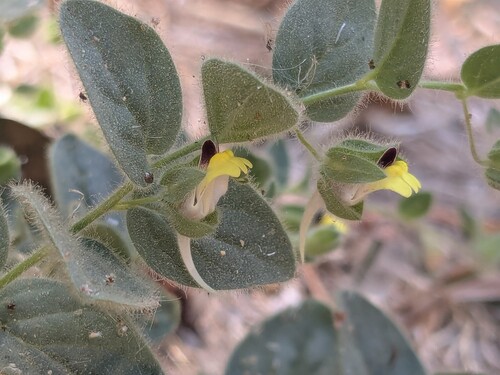 Roundleaf Cancerwort