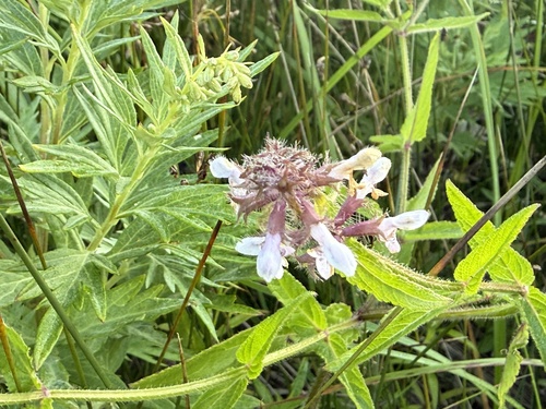 Stachys aspera observed 2026-09-01