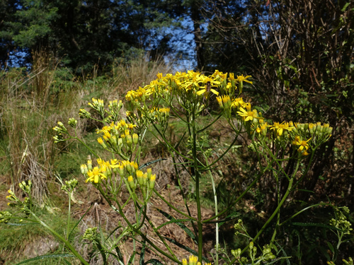 Senecio linearifolius, photograph 1