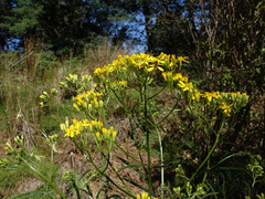 Senecio linearifolius, photograph author not stated, no rights reserved