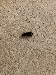 Stenolophus ochropezus