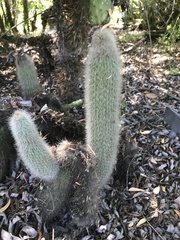 Cleistocactus strausii