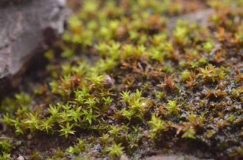 Bryoerythrophyllum ferruginascens observed 2026-08-28