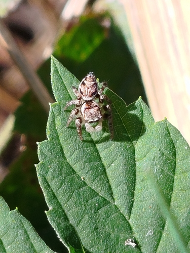 Woodland Jumping Spider