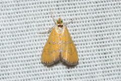 Xanthophysa psychicalis