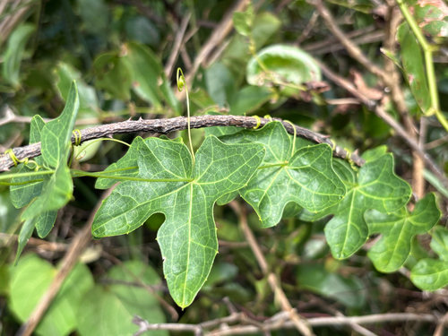 Solena amplexicaulis