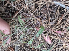 Silene verecunda, photograph (c) Konshau Duman, some rights reserved (CC BY)