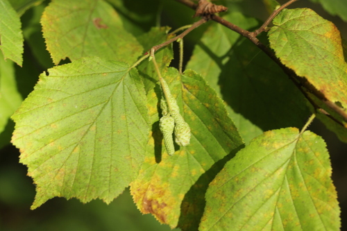 Наблюдение на iNaturalist