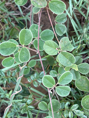 Cajanus scarabaeoides