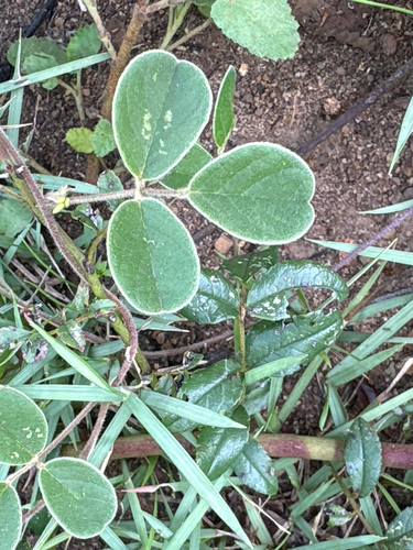 Cajanus scarabaeoides, photograph 2