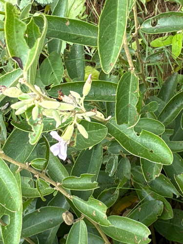 Helicteres angustifolia, photograph 2