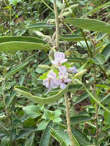 Helicteres angustifolia