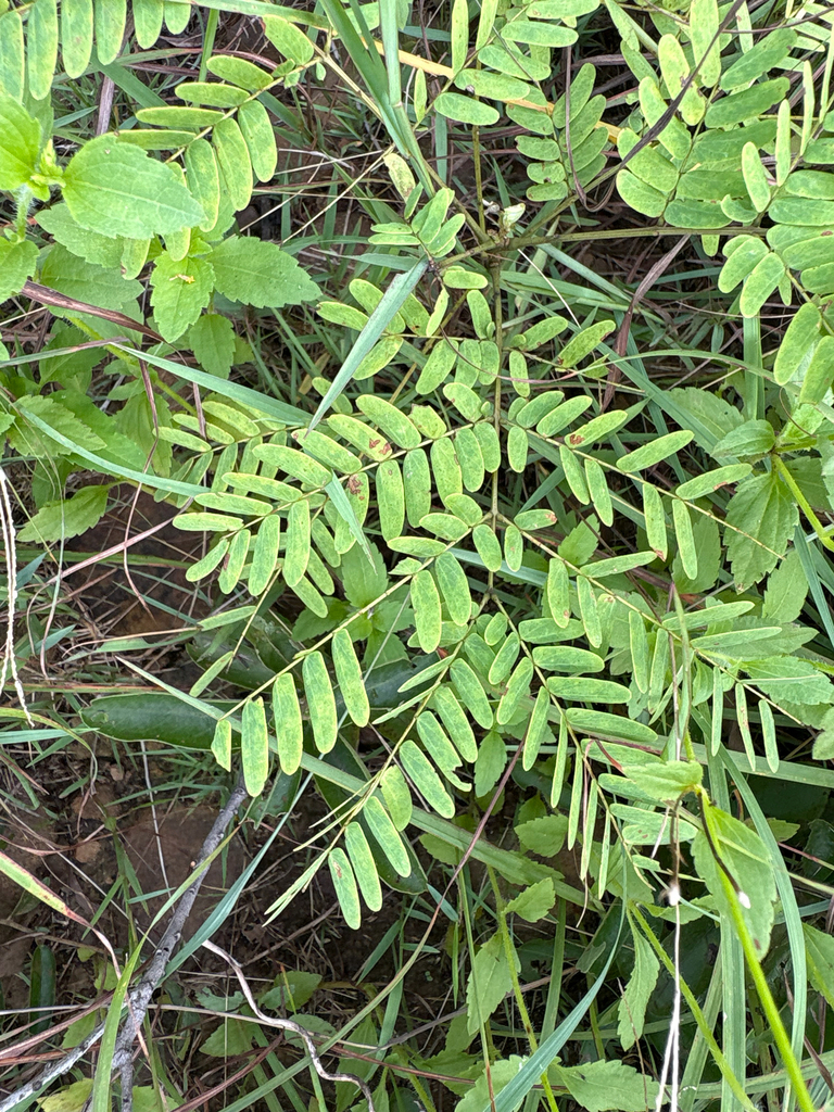 Hợp hoan núi – Albizia kalkora