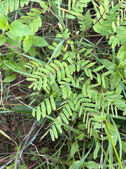 Albizia kalkora