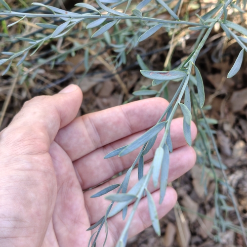 Poet's Cassia