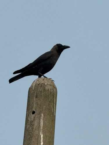 House Crow