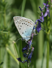 Polyommatus amandus