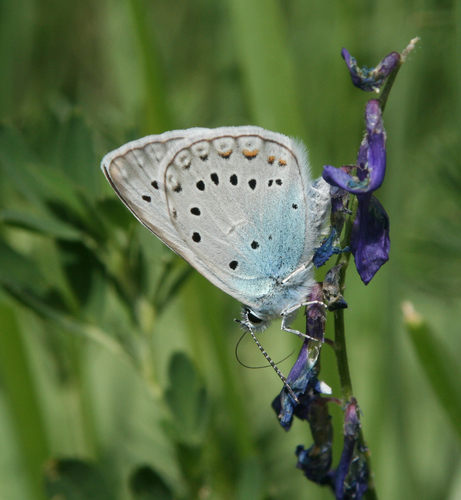 Amanda's Blue
