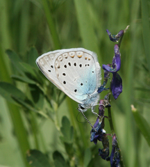 Polyommatus amandus
