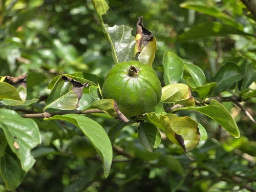 Catunaregam spinosa, photograph 2