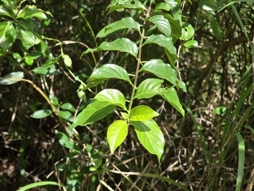 Catunaregam spinosa, photograph 3