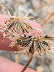 Chaenactis glabriuscula