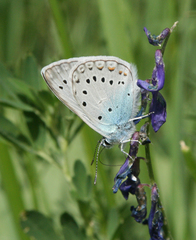 Polyommatus amandus