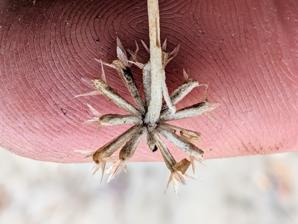 Chaenactis glabriuscula; photograph (c) Konshau Duman, some rights reserved (CC BY)