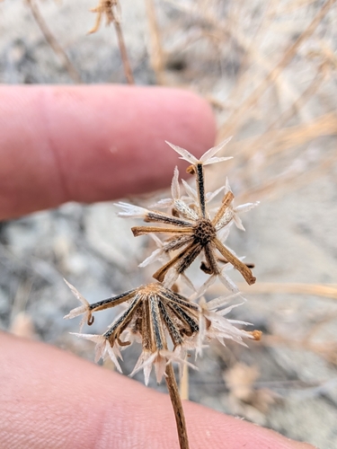 Chaenactis glabriuscula, photograph 2