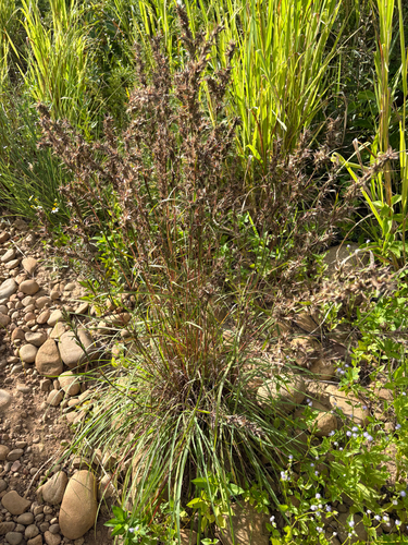 Cymbopogon tortilis, photograph 3