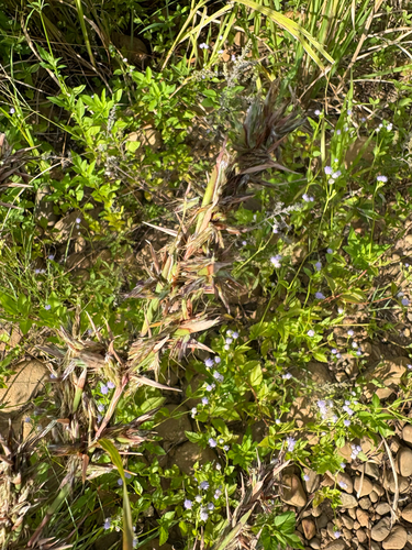 Cymbopogon tortilis observed 2026-09-06