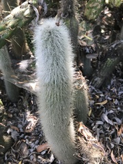 Cleistocactus strausii