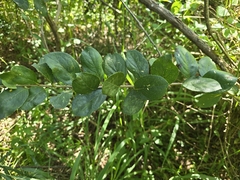 Symplocos paniculata, photograph (c) Yu-Huang Wang, some rights reserved (CC BY)