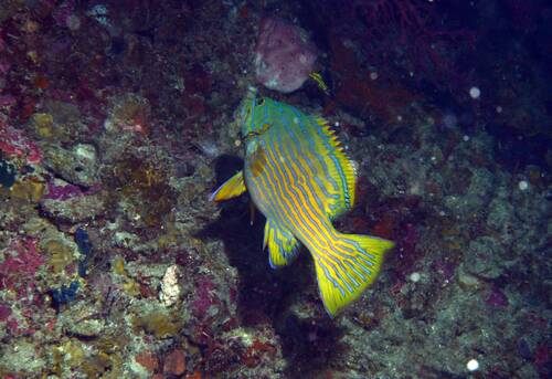 Cephalopholis polleni observed 2026-07-14