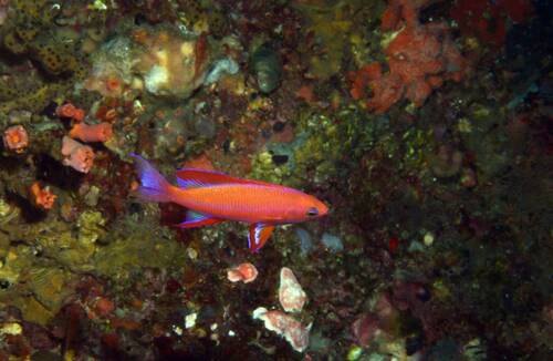 Pseudanthias randalli observed 2026-07-14