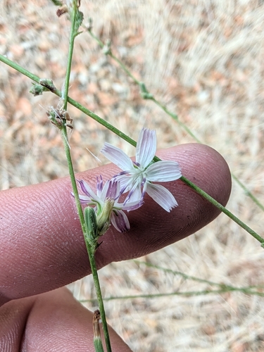 Stephanomeria diegensis, photograph 6