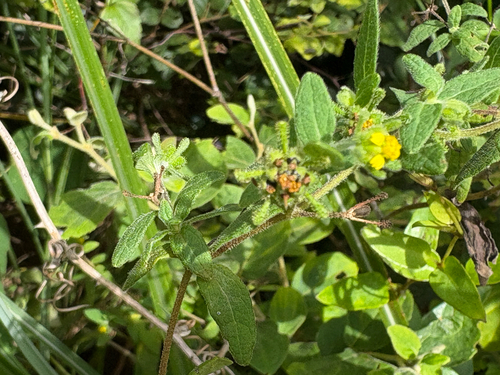 Sigesbeckia orientalis, photograph 5