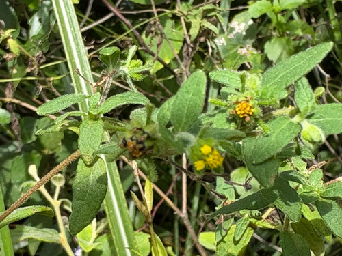 Sigesbeckia orientalis, photograph 6