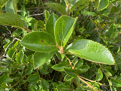 Symplocos paniculata, photograph (c) 黃美滿, some rights reserved (CC BY)