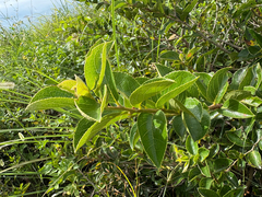 Symplocos paniculata, photograph (c) 黃美滿, some rights reserved (CC BY)