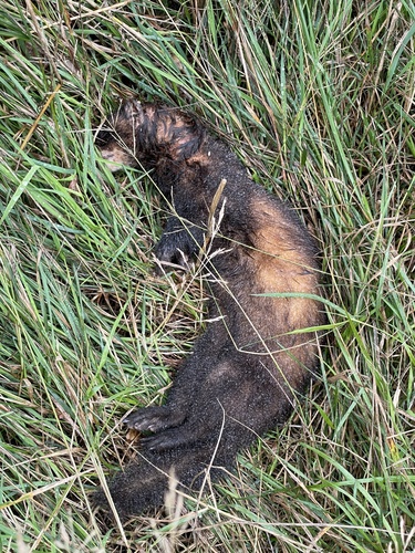 Western Polecat