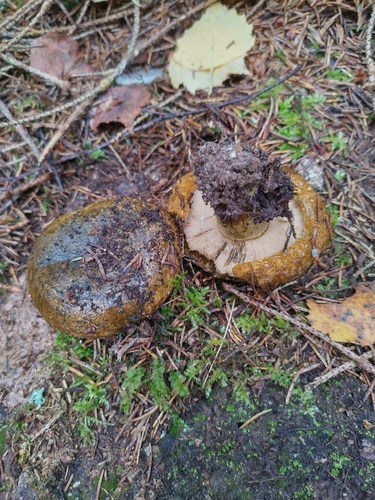 Ugly Milkcap