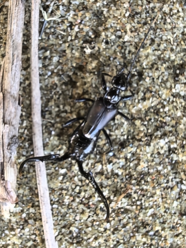 Timomenus lugens