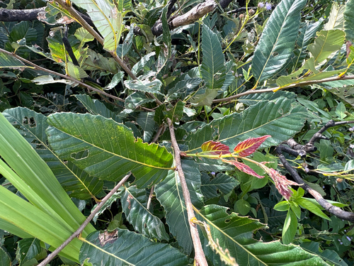 Quercus variabilis, photograph 2