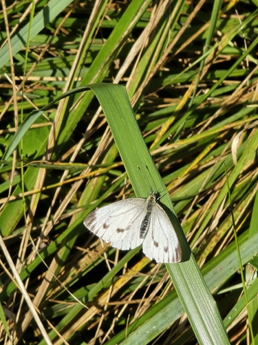 Green-veined White