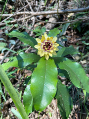 Eupomatia bennettii, photograph (c) Samuel Frankel, some rights reserved (CC BY)