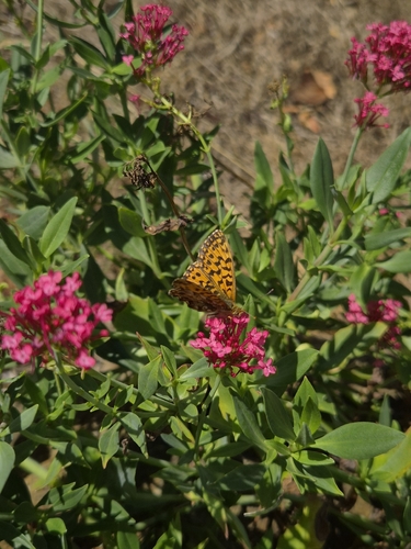 Weaver's Fritillary photo 3