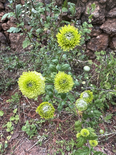 Chrysanthemum morifolium observed 2026-09-06