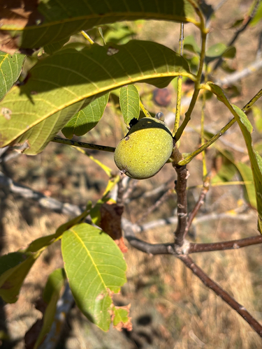 Persian walnut