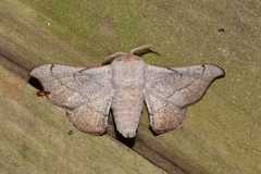 Cicinnus melsheimeri